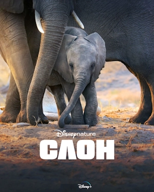 Слон